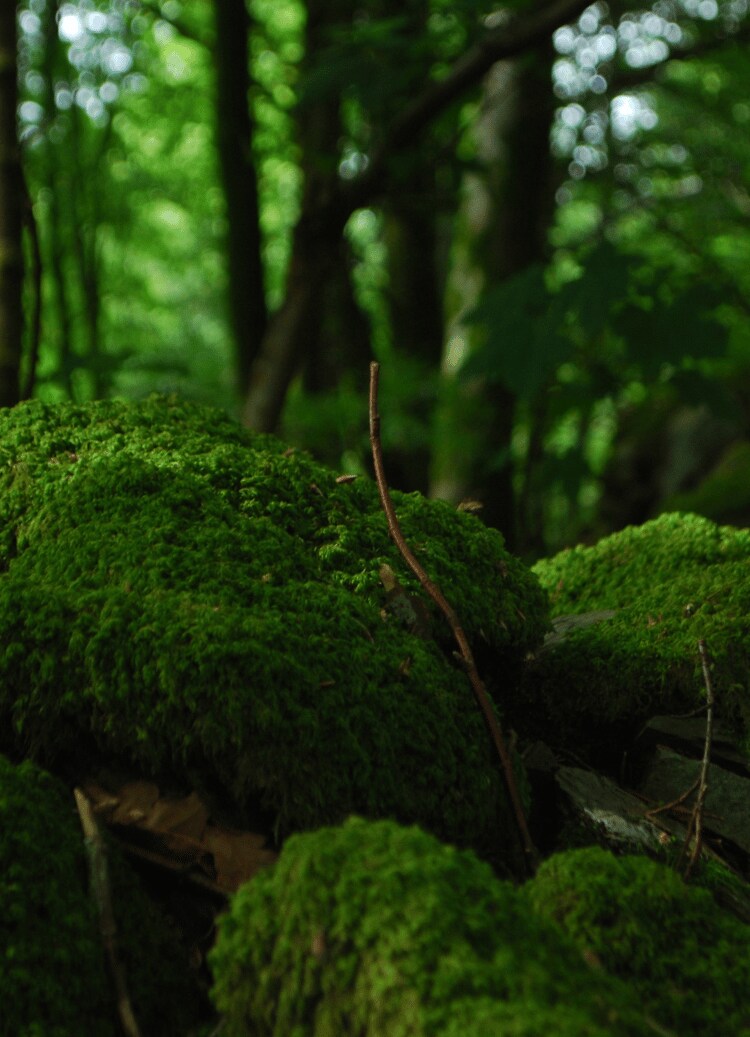AEG GREEN MONTH - Offre exceptionnelle